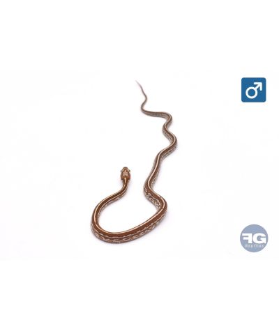 Pantherophis guttatus Tessera Golddust Mâle 2026