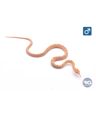 Pantherophis guttatus Citrus Mâle 2026