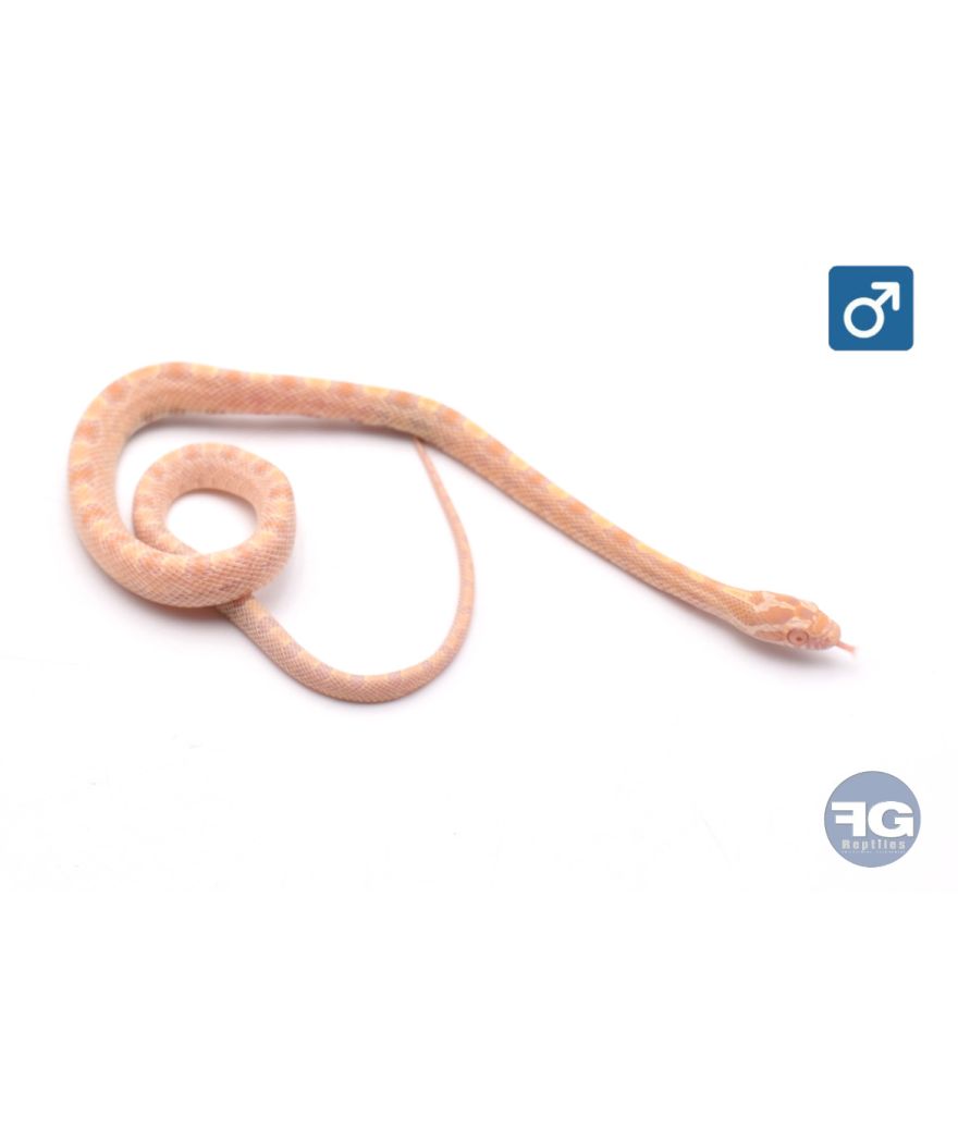 Pantherophis guttatus Citrus Mâle 2026