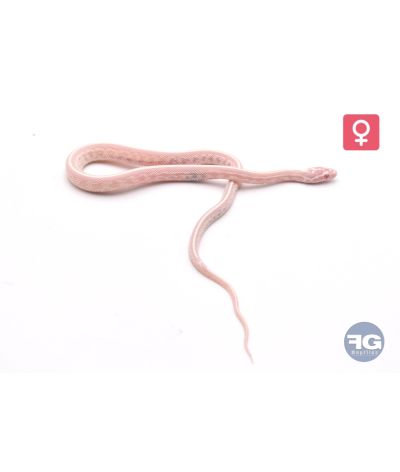 Pantherophis guttatus Snow Tessera Femelle 2026