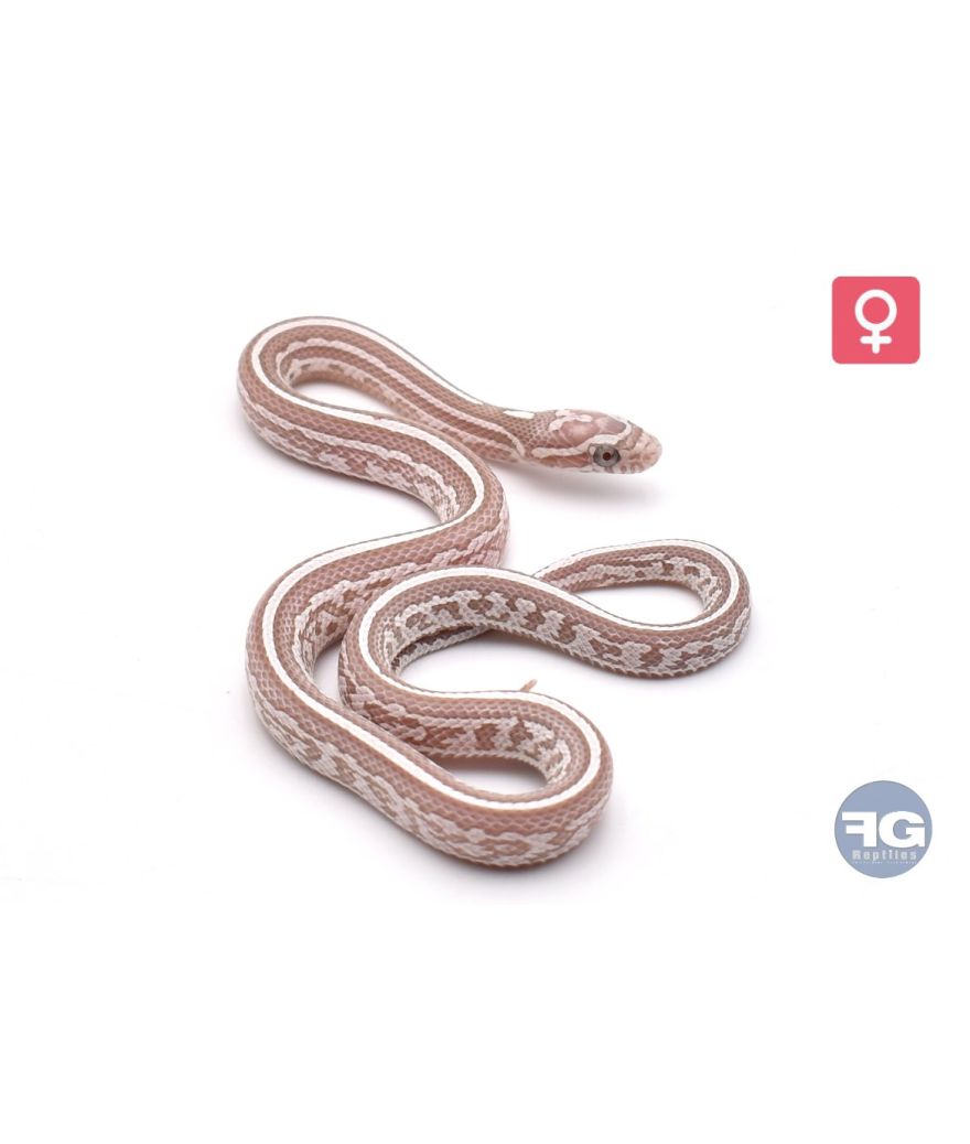 Pantherophis guttatus Tessera Lavender Ultramel het Diffused Femelle 2026