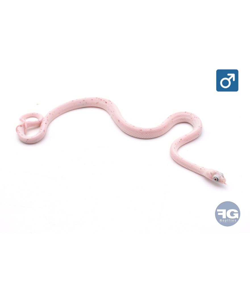 Pantherophis guttatus Palmetto het Amela Mâle 2026