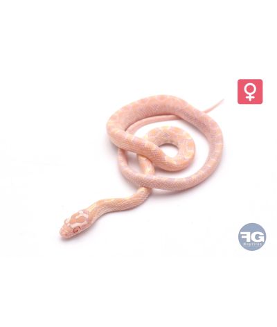 Pantherophis guttatus Citrus Femelle 2026