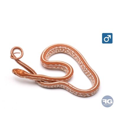 Pantherophis guttatus Tessera Ultramel Mâle 2026