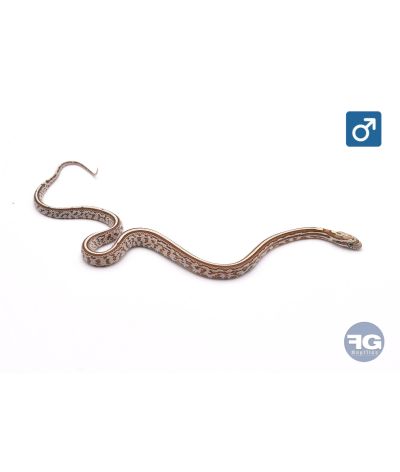 Pantherophis guttatus Tessera Caramel het Cinder Scaleless Mâle 2026