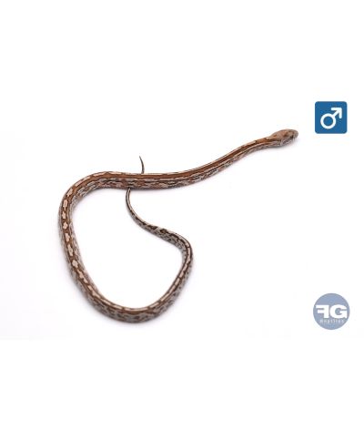 Pantherophis guttatus Tessera Kastanie Masque Mâle 2026