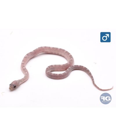 Pantherophis guttatus Plasma Mâle 2026