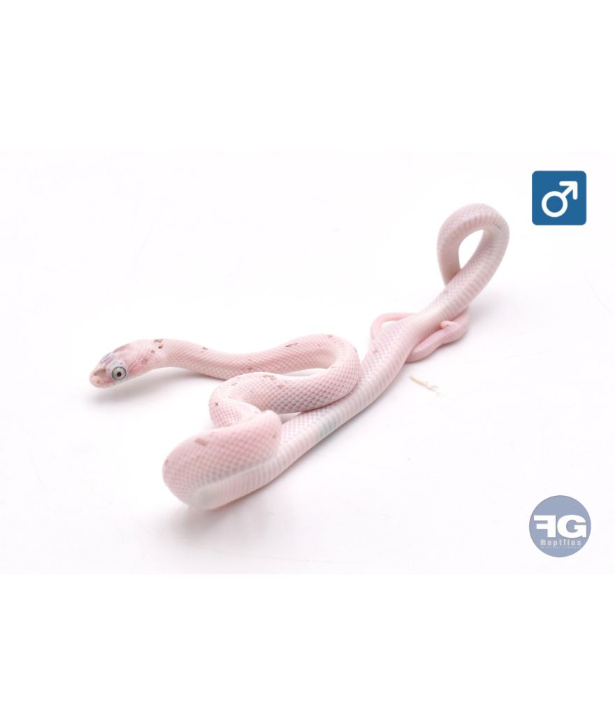 Pantherophis guttatus Palmetto het Amela Mâle 2026