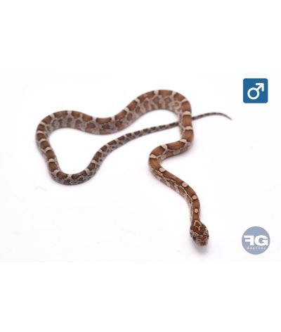 Pantherophis guttatus Kastanie Mâle 2026