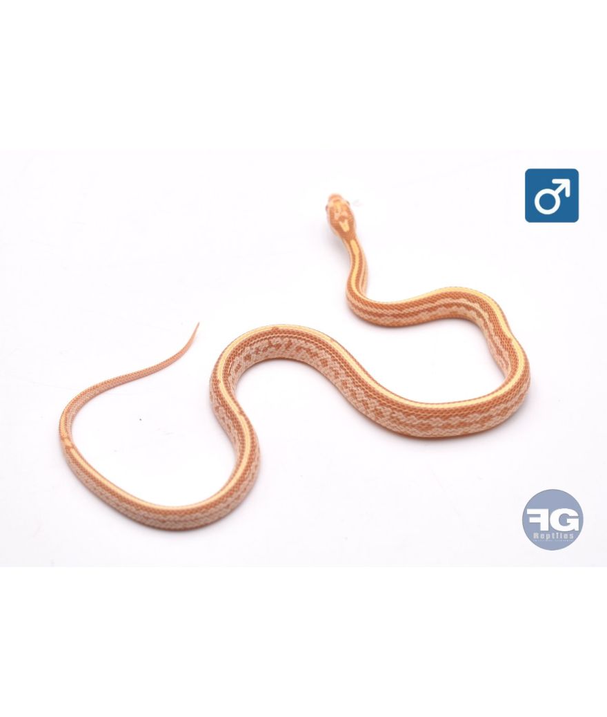 Pantherophis guttatus Butter Tessera Mâle 2026