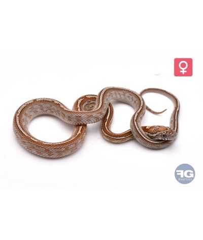 Pantherophis guttatus Tessera Kastanie Femelle 2026
