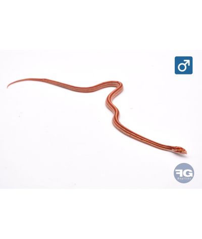Pantherophis guttatus Amel Tessera Mâle 2026