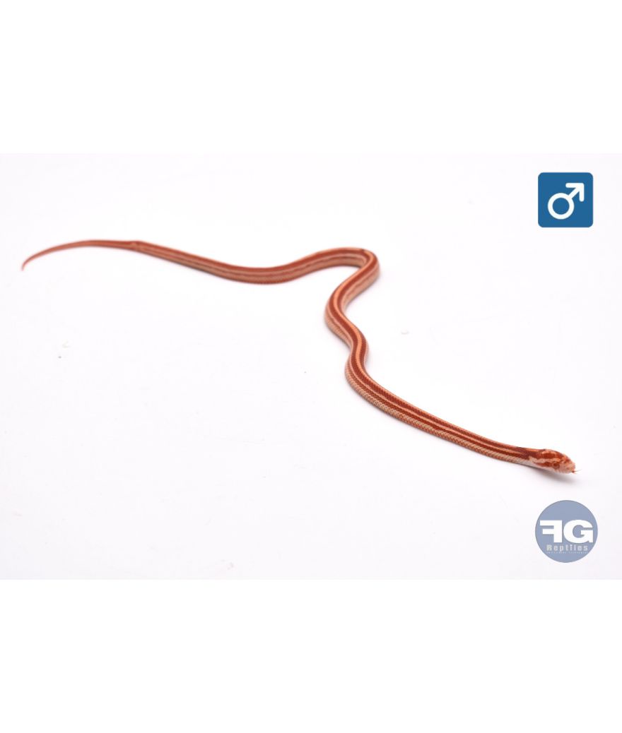 Pantherophis guttatus Amel Tessera Mâle 2026