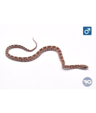 Pantherophis guttatus Lavender Mâle 2026