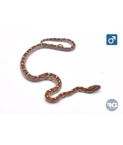 Pantherophis guttatus Kastanie Motley Mâle 2026