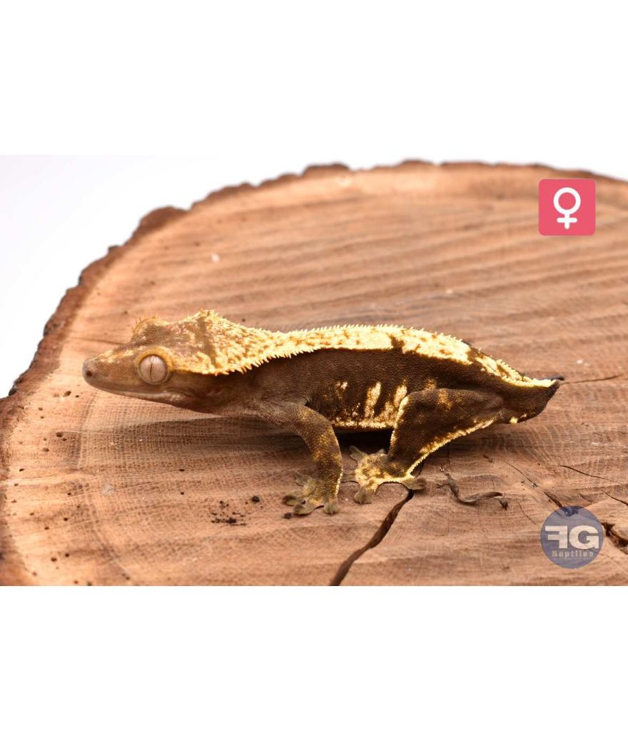 Correlophus ciliatus Harlequin het Axanthic Femelle 2026