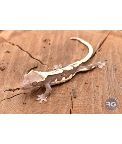 Correlophus ciliatus Lilly White Axanthic Non sexé 2026