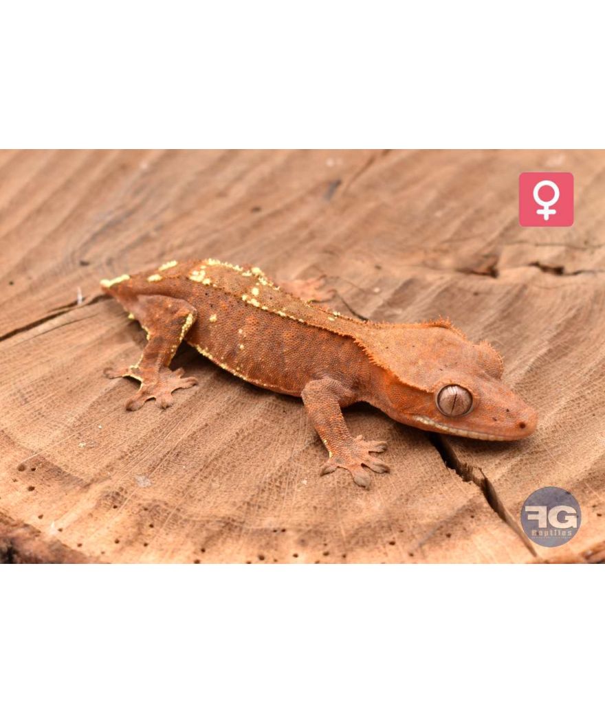 Correlophus ciliatus Cappuccino het Axanthic Femelle 2026