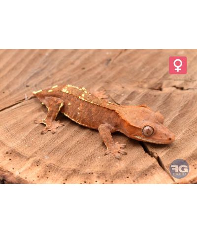 Correlophus ciliatus Cappuccino het Axanthic Femelle 2026