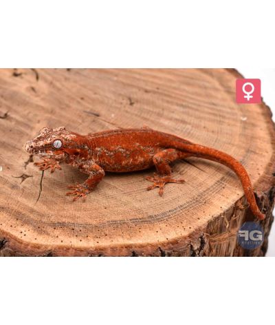 Rhacodactylus auriculatus Red Stripe Femelle 2026