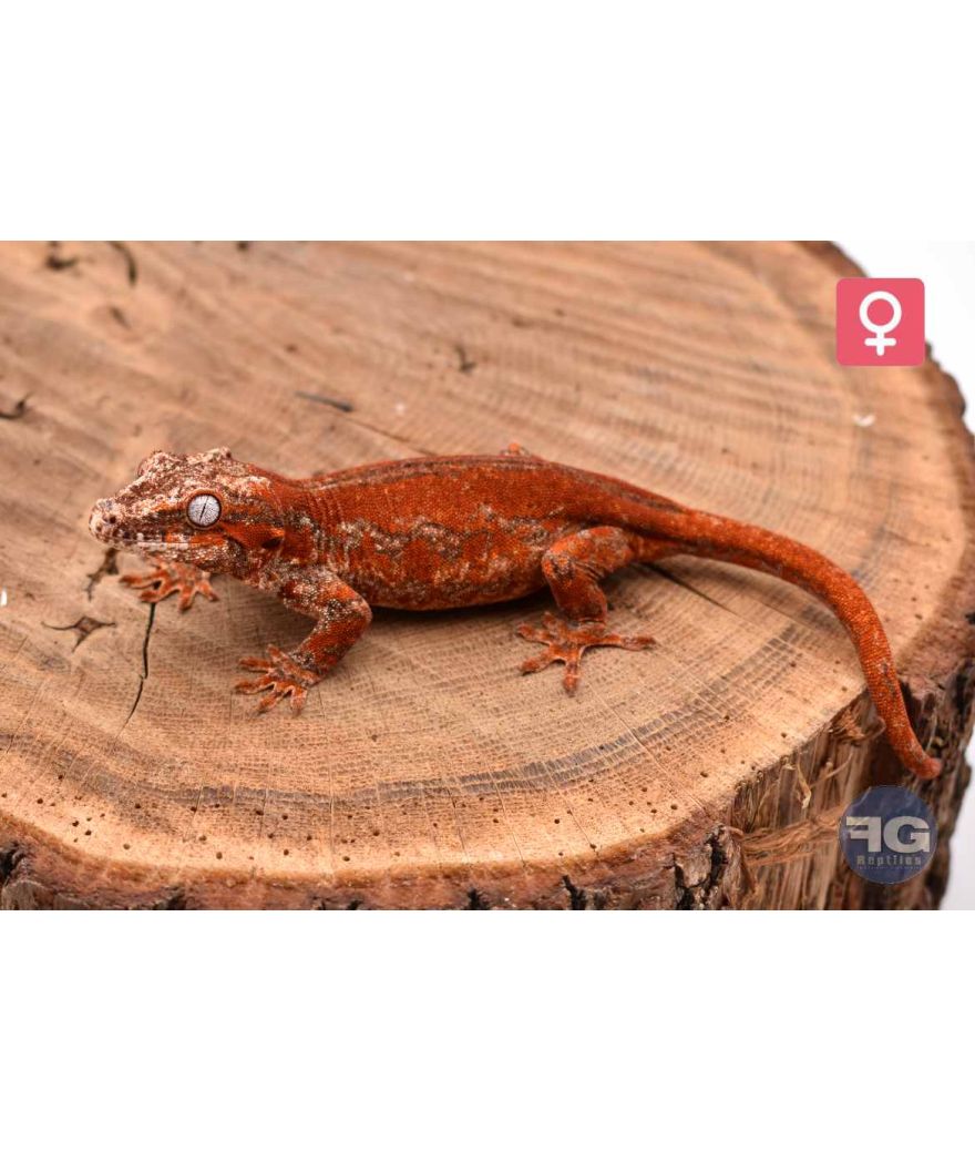 Rhacodactylus auriculatus Red Stripe Femelle 2026
