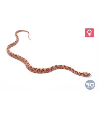 Pantherophis guttatus Hypo Space Femelle 2026