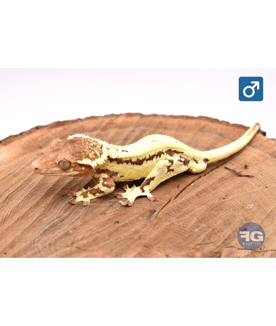 Correlophus cilliatus Frappuccino Mâle 2025