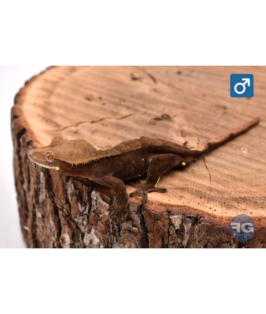 Correlophus cilliatus Cappuccino Mâle 2025
