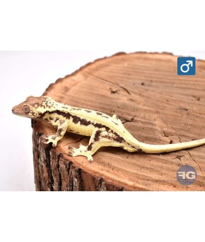 Correlophus cilliatus Frappuccino Mâle 2025