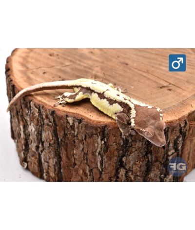 Correlophus ciliatus Frappuccino Mâle 2025