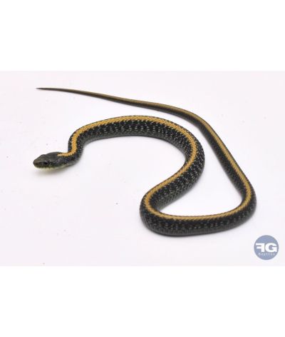 Thamnophis atratus atratus couple