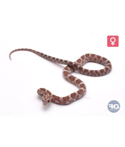 Pantherophis guttatus Lavender het Diffused Femelle 2026