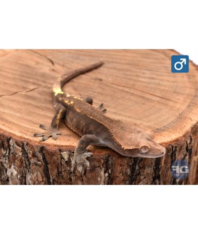 Correlophus cilliatus Cappuccino Mâle 2025
