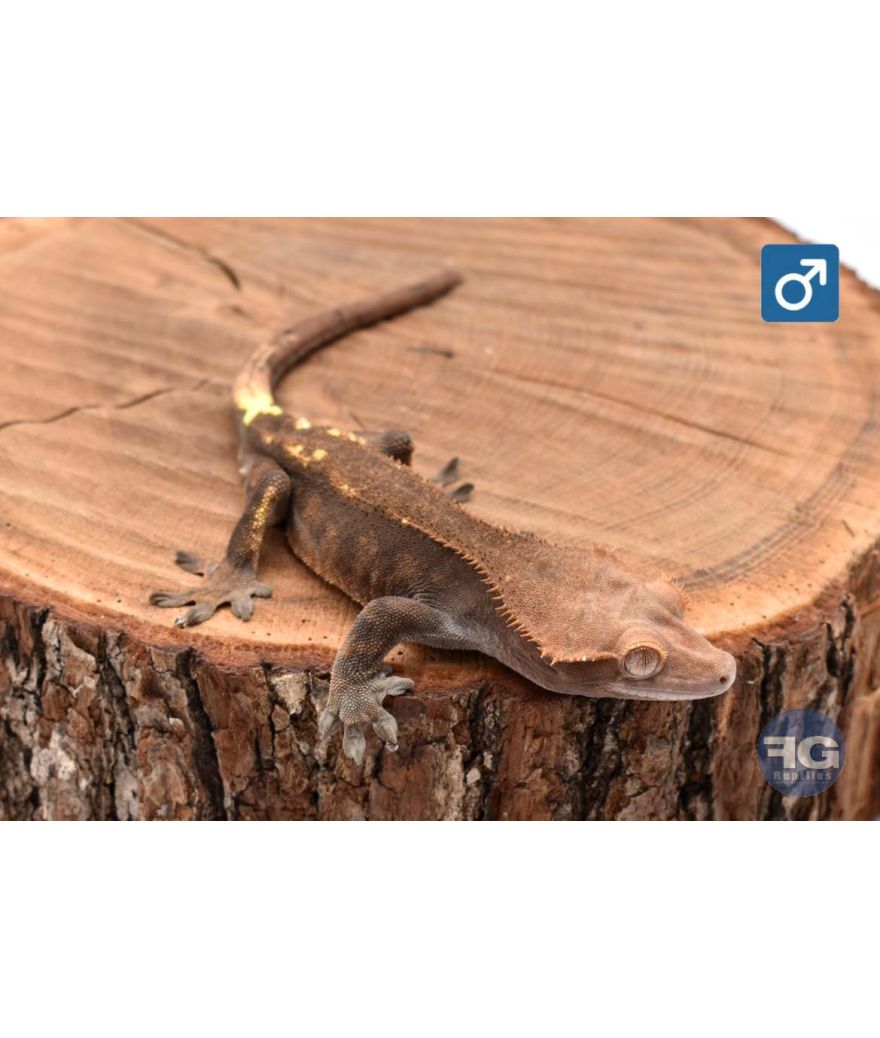 Correlophus cilliatus Cappuccino Mâle 2025