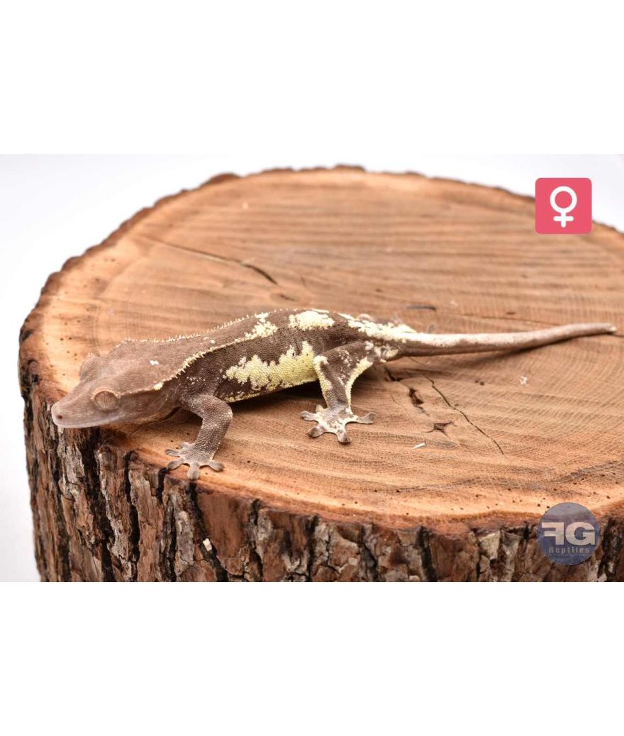 Correlophus ciliatus Frappuccino Femelle 2026