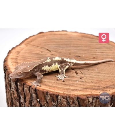 Correlophus ciliatus Frappuccino Femelle 2026