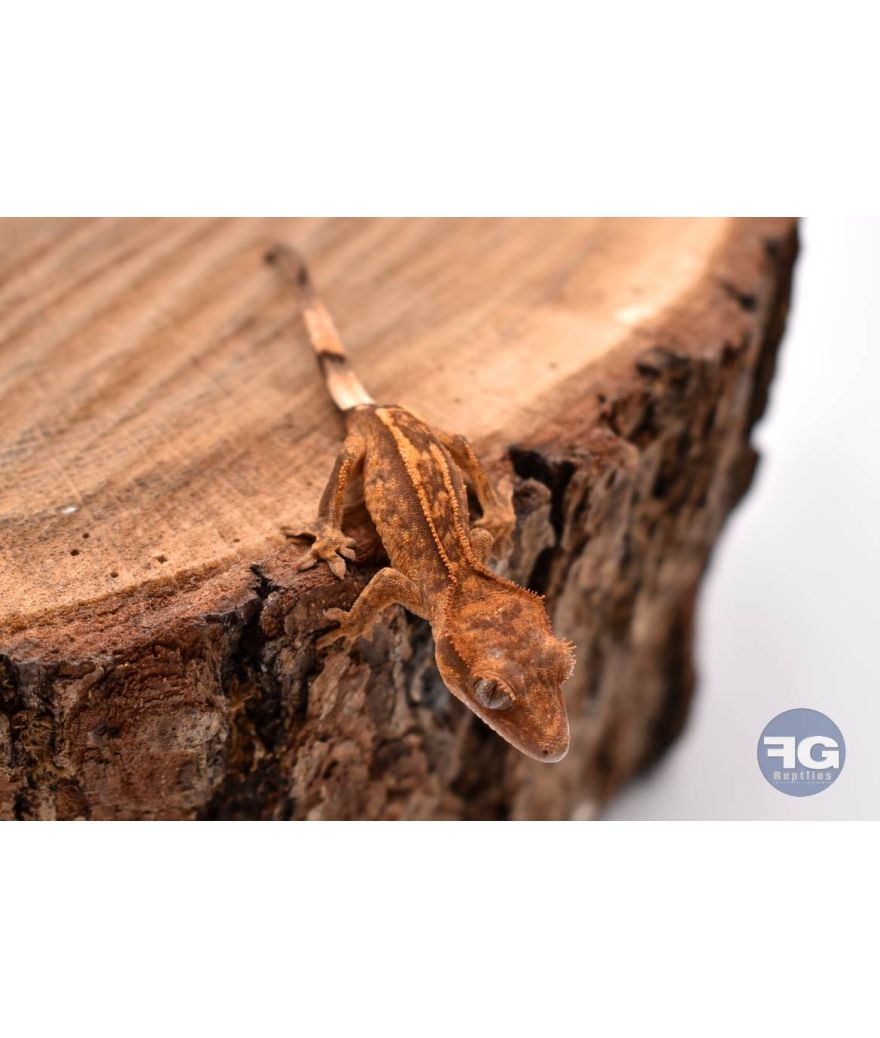 Correlophus ciliatus Empty Back 2026