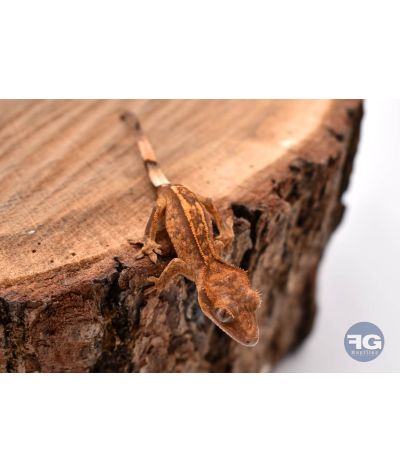 Correlophus ciliatus Empty Back 2026