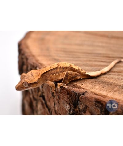 Correlophus ciliatus Cream Harlequin 2026