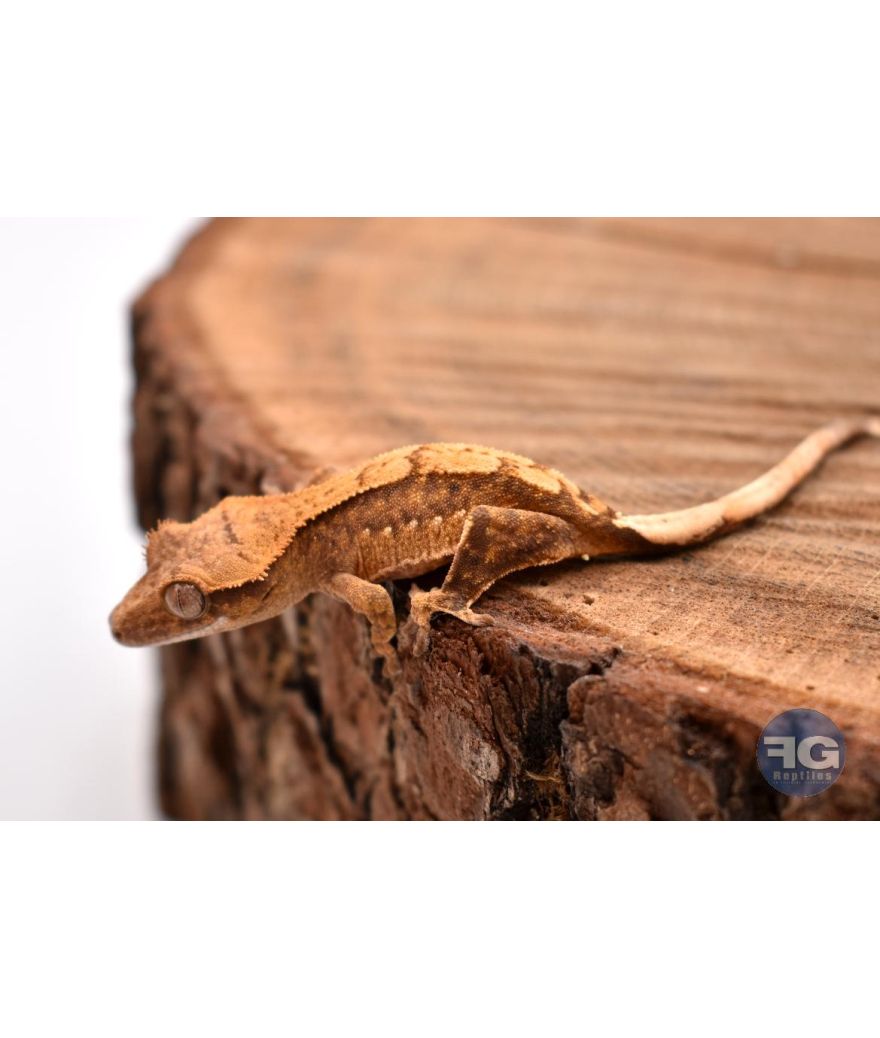 Correlophus ciliatus Cream Harlequin 2026
