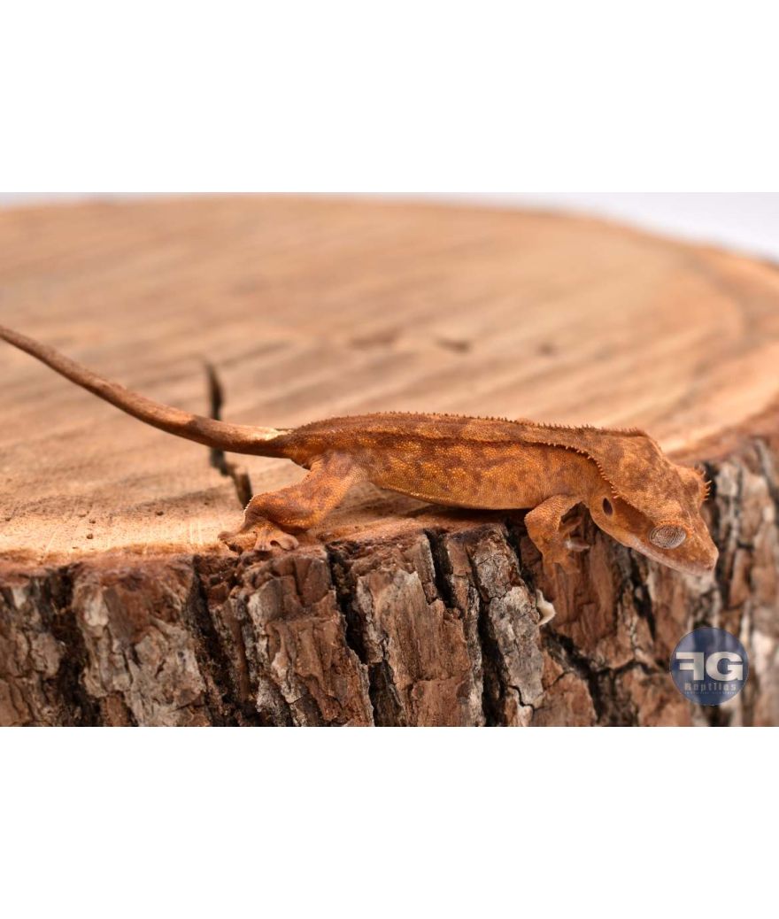 Correlophus ciliatus Brown Tiger 2026