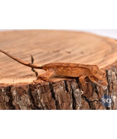 Correlophus ciliatus Brown Tiger 2026
