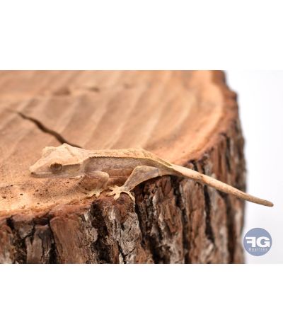 Correlophus ciliatus Cream pinstripe 2026