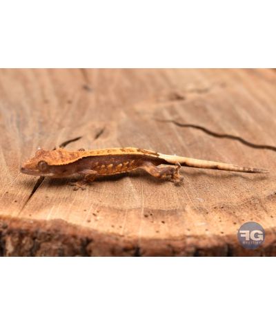 Correlophus ciliatus Pinstripe 2026