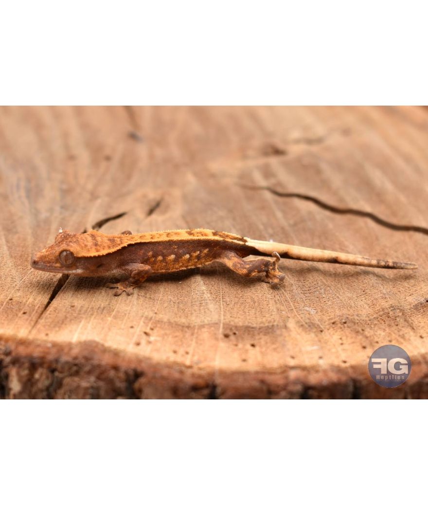 Correlophus ciliatus Pinstripe 2026