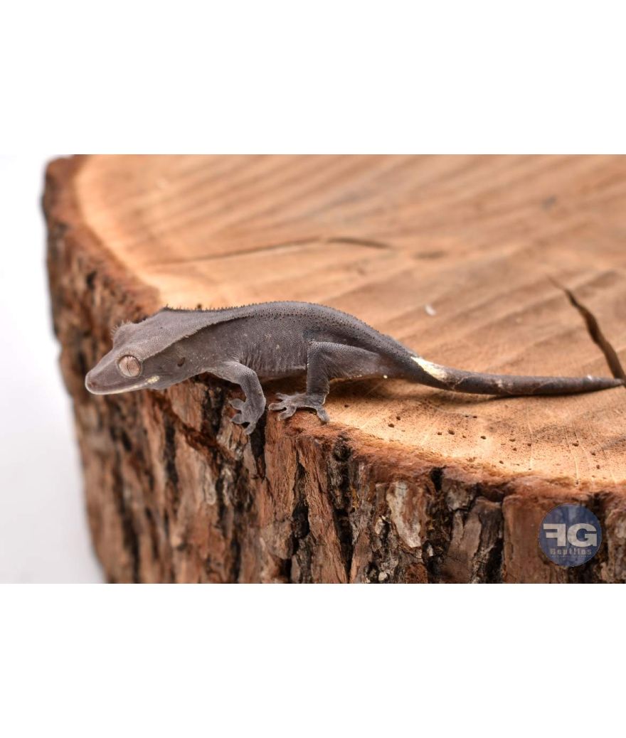 Correlophus ciliatus Axanthic 2026
