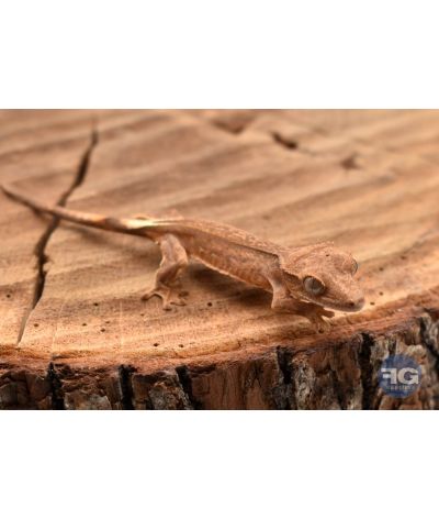 Correlophus ciliatus Tiger cream 2026