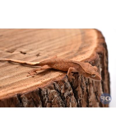 Correlophus ciliatus Brown 2026