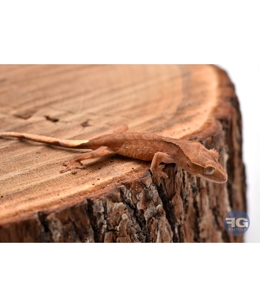 Correlophus ciliatus Brown 2026
