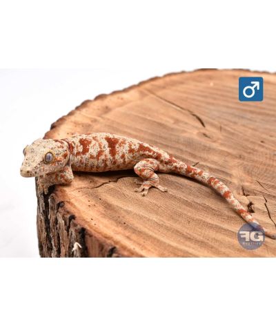 Rhacodactylus auriculatus Red Mosaic Mâle 2026